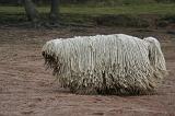 KOMONDOR 128